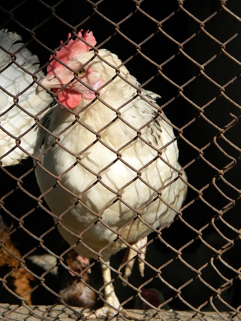 如此迅速的 如此迅速的